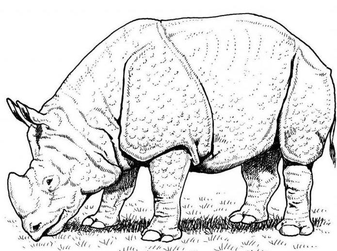 Hvordan man tegner en næsehorn i faser