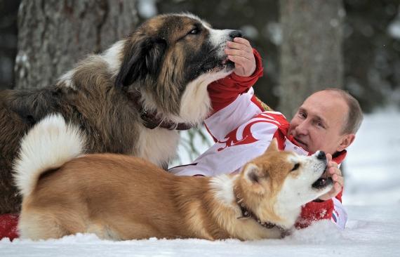 Dyr af hovedet af Rusland. Putins Hunde