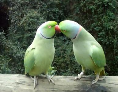 Hvorfor papegøjer kan tale: Oplysning om fuglens hemmeligheder