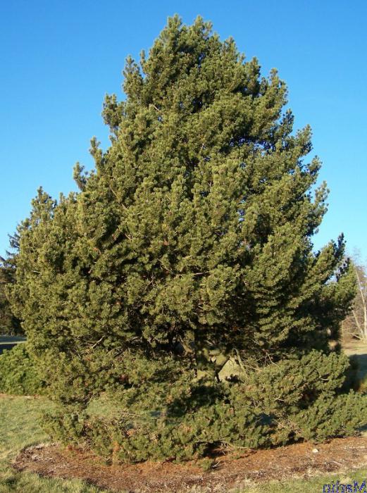Mountain Pine (mugo). Mugo Mugus (dværgform): fotos, plantning og pleje